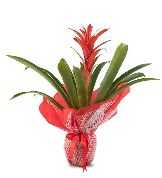iskenderun Krmz Guzmania